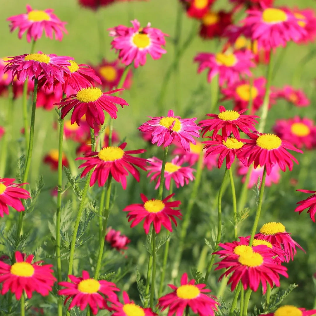 Heirloom Non-GMO Pink Pyrethrum Flower Seeds for planting in home garden